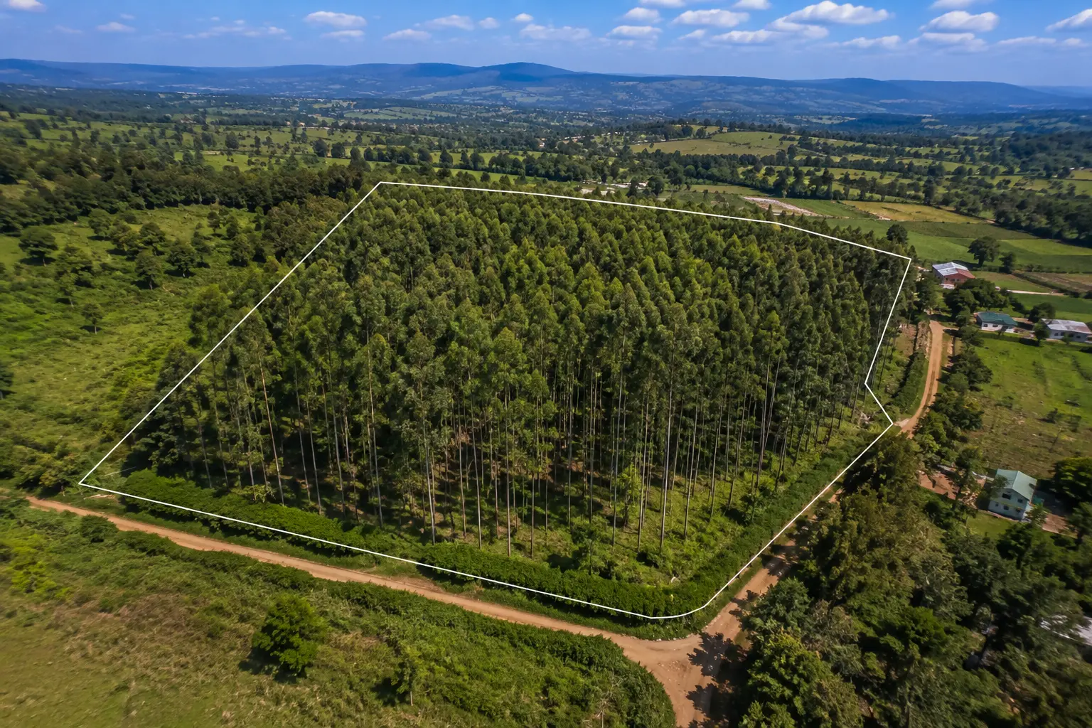 Ndeiya 8.8-Acre Eucalyptus Plantation | Agriculture JV Opportunity gallery image